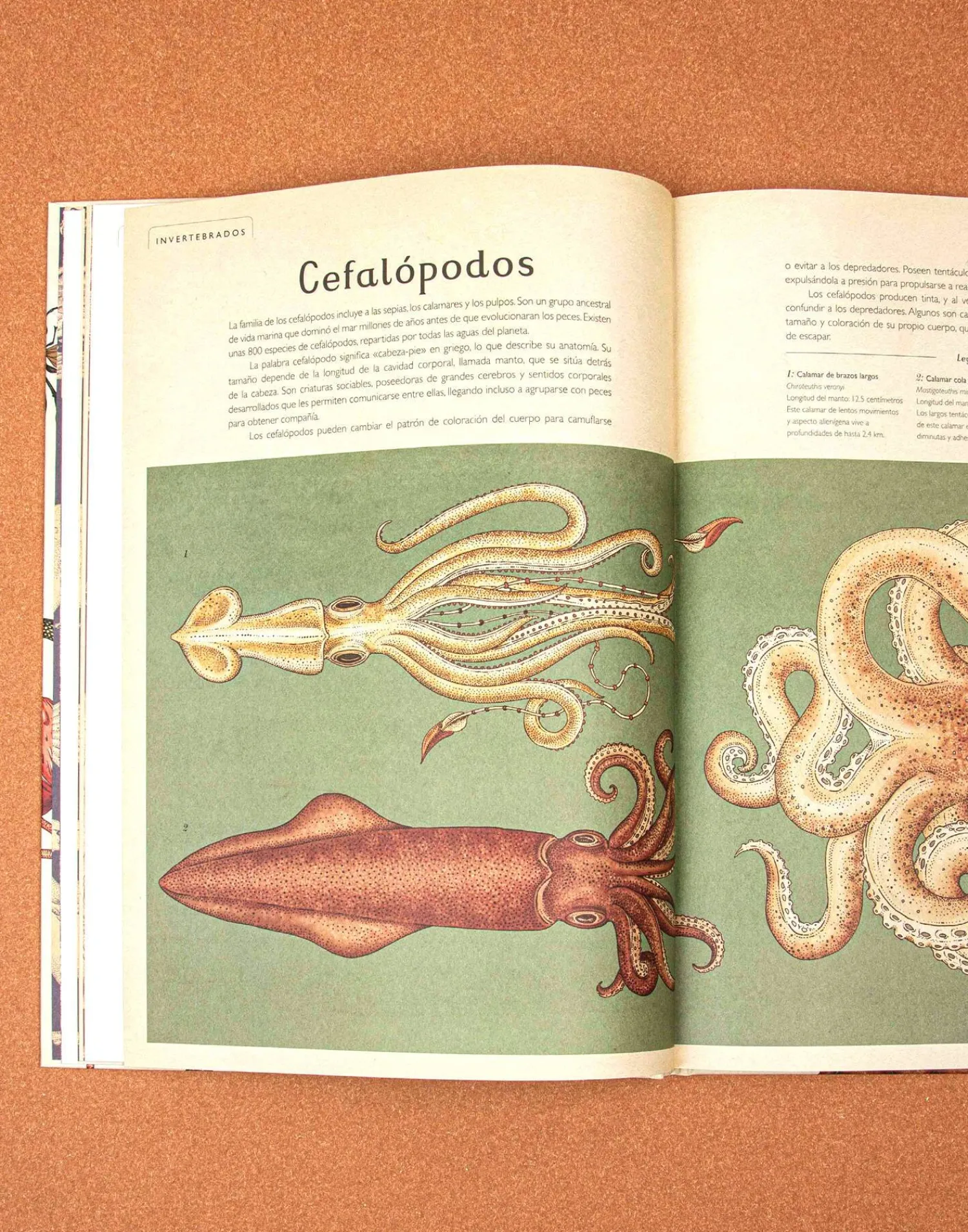 Natura Selection Animalium Outlet